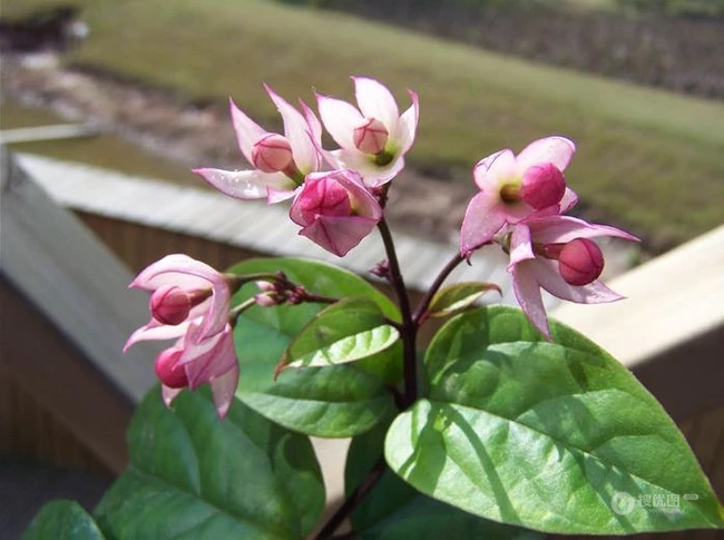 龙吐珠，吐完一颗又一颗的清新龙吐珠花朵图片