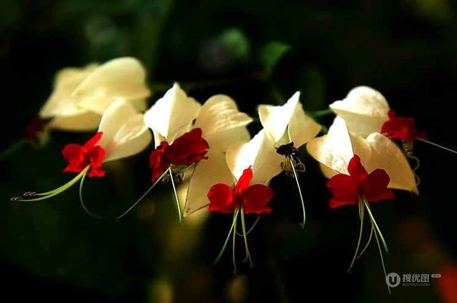 龙吐珠，吐完一颗又一颗的清新龙吐珠花朵图片