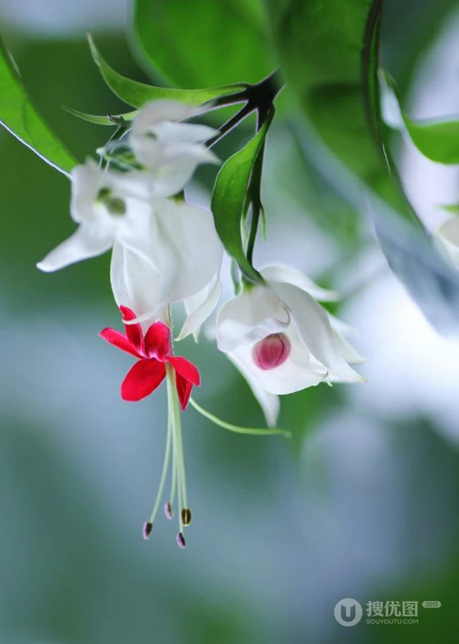 龙吐珠，吐完一颗又一颗的清新龙吐珠花朵图片