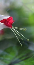 龙吐珠，吐完一颗又一颗的清新龙吐珠花朵图片