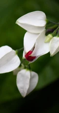 龙吐珠，吐完一颗又一颗的清新龙吐珠花朵图片