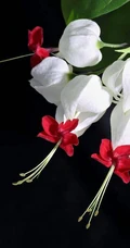 龙吐珠，吐完一颗又一颗的清新龙吐珠花朵图片