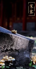 二十四节气&ldquo;寒露&rdquo;设计素材合集