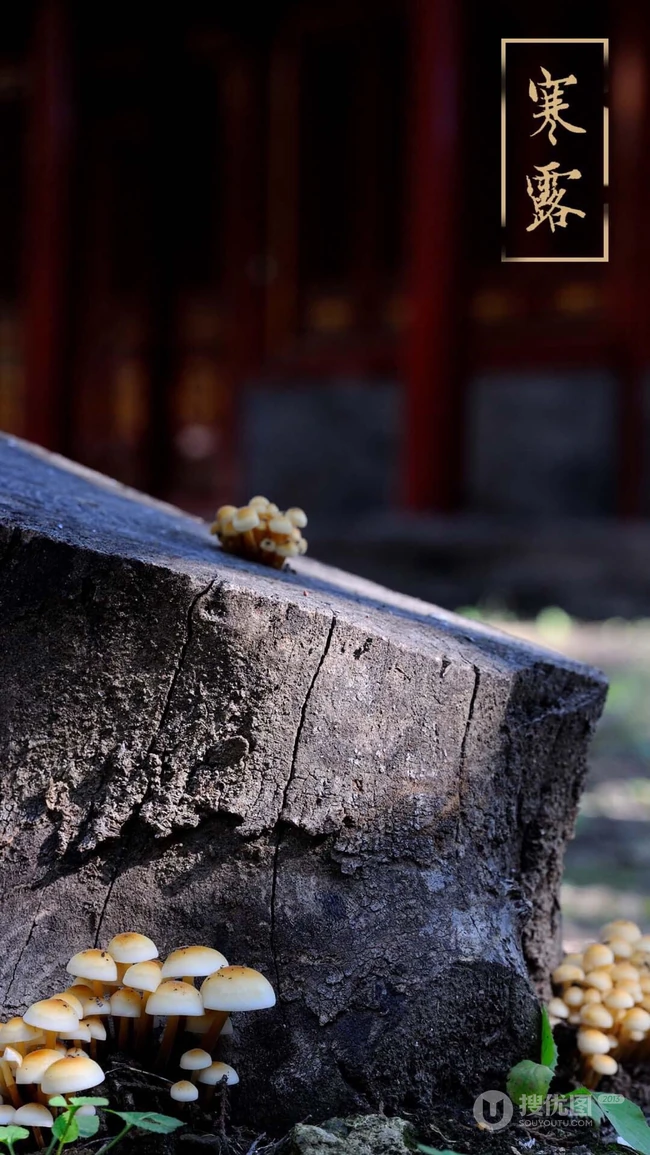二十四节气&ldquo;寒露&rdquo;设计素材合集