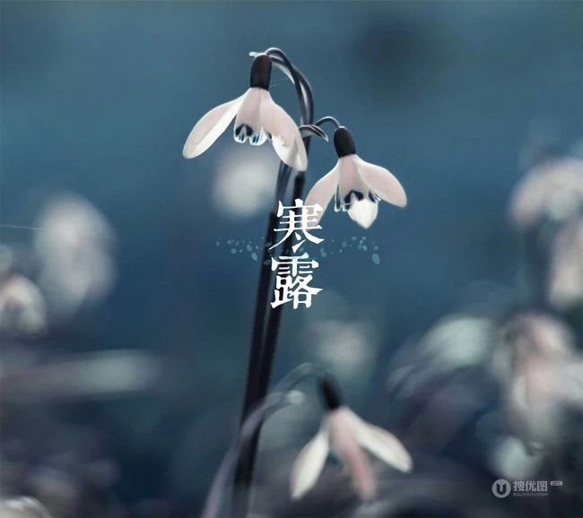 二十四节气&ldquo;寒露&rdquo;设计素材合集