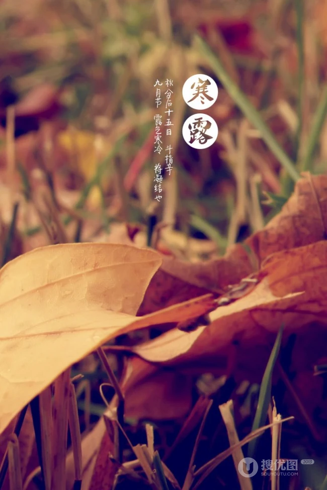二十四节气&ldquo;寒露&rdquo;设计素材合集