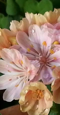 多种艳丽色彩，花开颜色各不同的露薇花图片