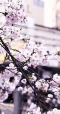 日本传统标志性建筑前的樱花手机壁纸