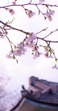 日本传统标志性建筑前的樱花手机壁纸