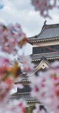 日本传统标志性建筑前的樱花手机壁纸