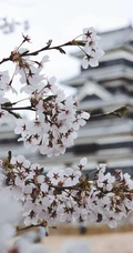 日本传统标志性建筑前的樱花手机壁纸