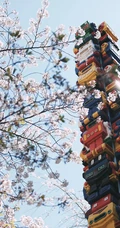 日本传统标志性建筑前的樱花手机壁纸