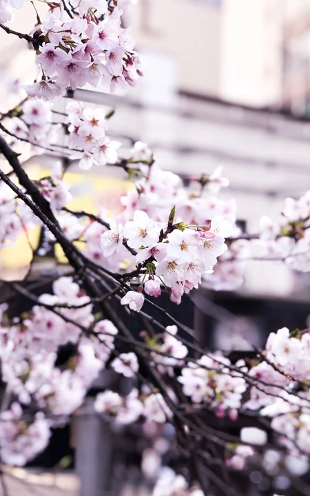 日本传统标志性建筑前的樱花手机壁纸