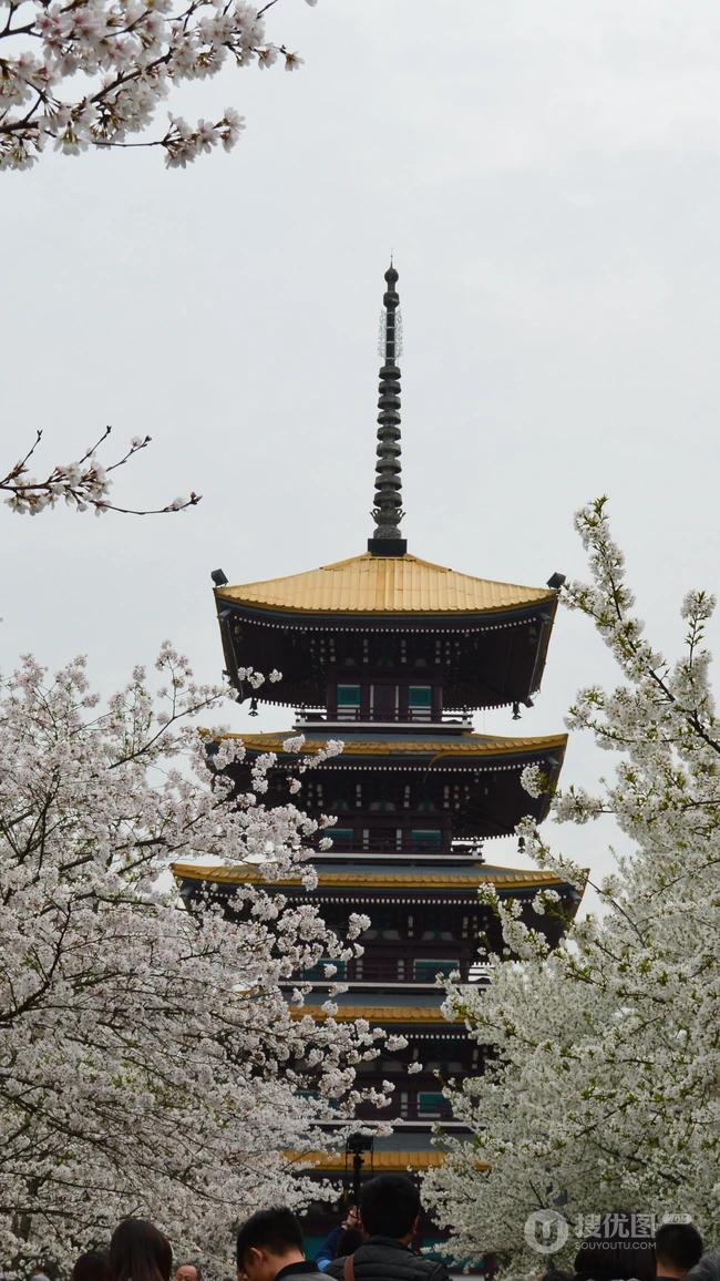 日本传统标志性建筑前的樱花手机壁纸