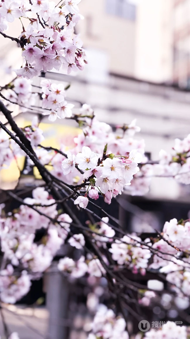 日本传统标志性建筑前的樱花手机壁纸