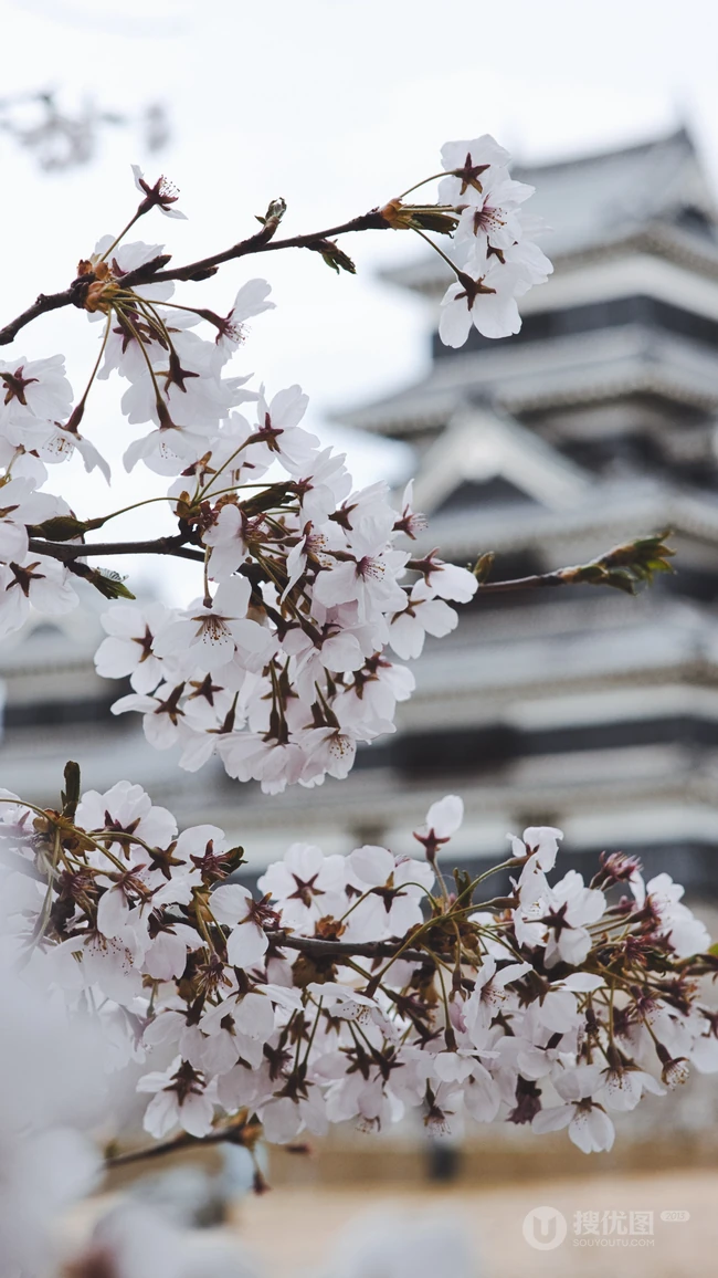 日本传统标志性建筑前的樱花手机壁纸