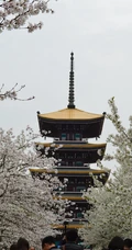 日本传统标志性建筑前的樱花手机壁纸