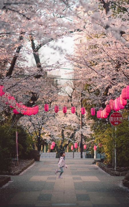 超级美的樱花大道高清手机壁纸