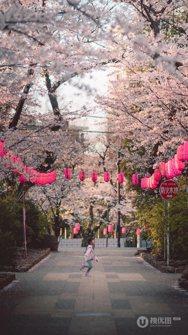 超级美的樱花大道高清手机壁纸
