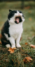 很可爱正在打哈欠的猫咪手机壁纸