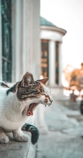 很可爱正在打哈欠的猫咪手机壁纸