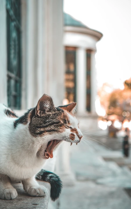 很可爱正在打哈欠的猫咪手机壁纸