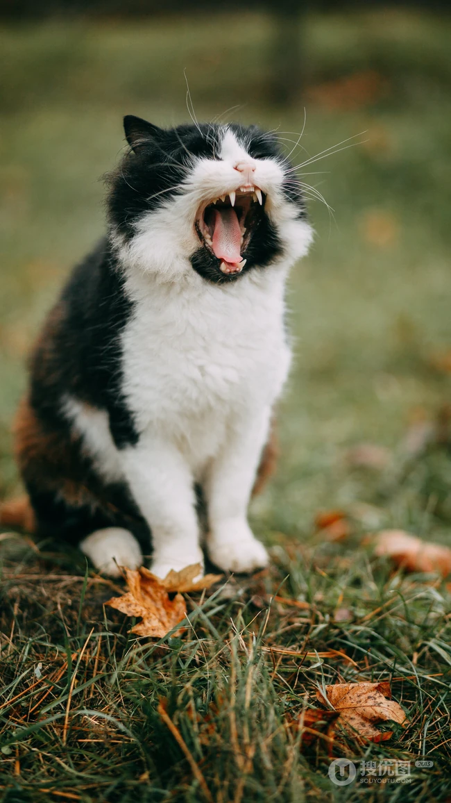 很可爱正在打哈欠的猫咪手机壁纸