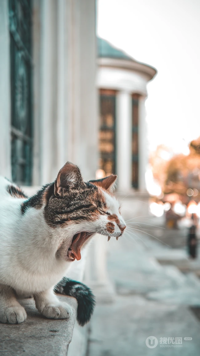 很可爱正在打哈欠的猫咪手机壁纸