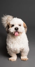 萌宠狗狗&ldquo;西施犬&rdquo;等高清手机壁纸