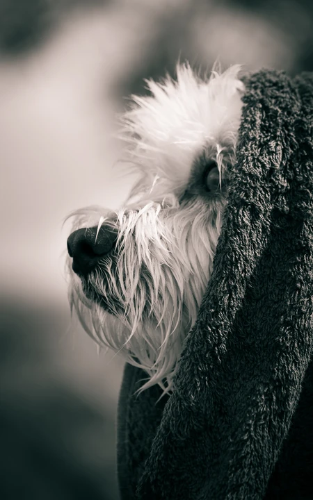 萌宠狗狗&ldquo;西施犬&rdquo;等高清手机壁纸