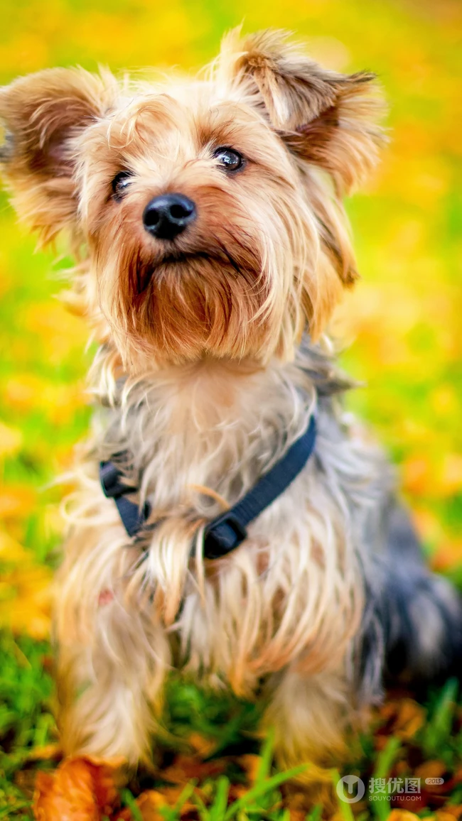 萌宠狗狗&ldquo;西施犬&rdquo;等高清手机壁纸