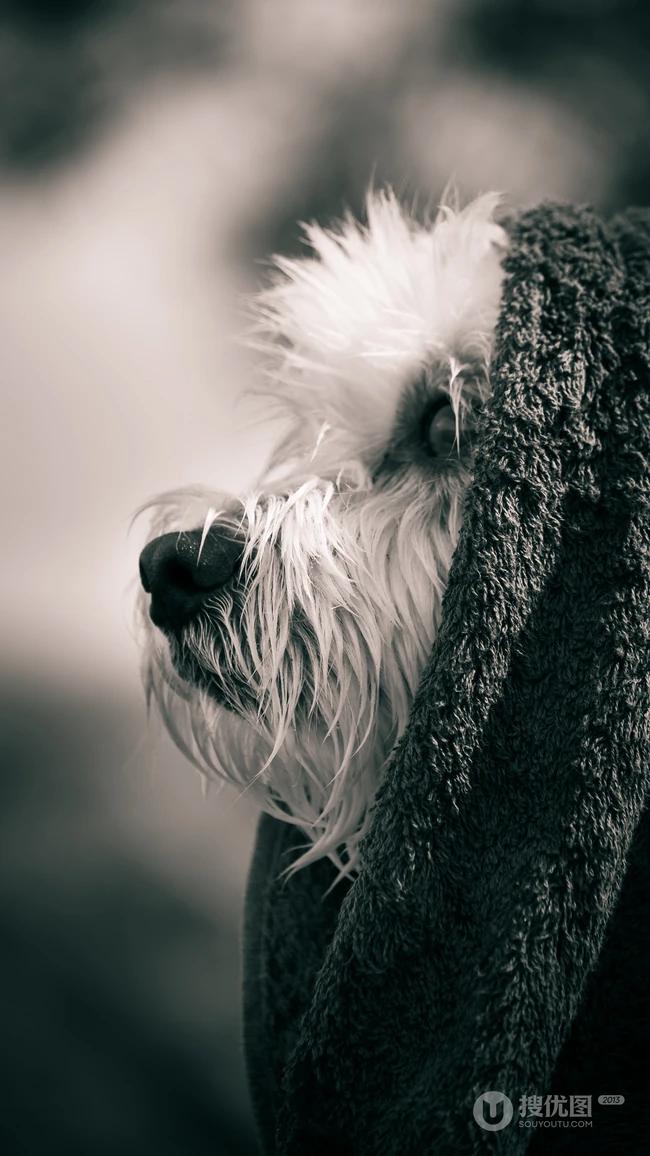 萌宠狗狗&ldquo;西施犬&rdquo;等高清手机壁纸