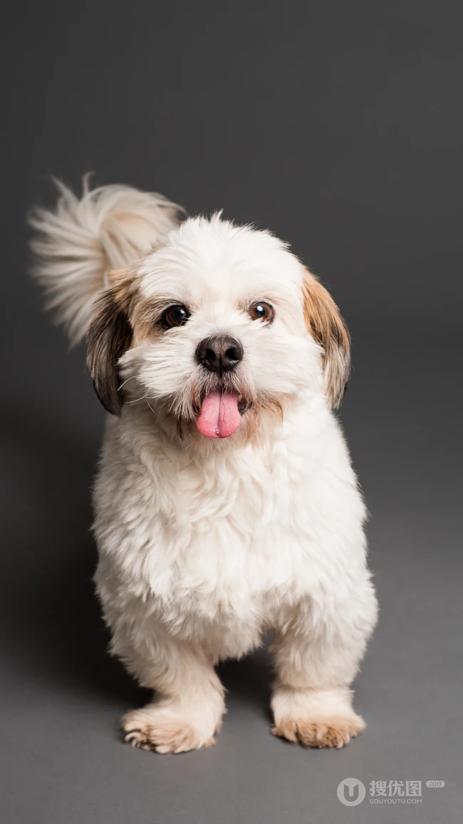 萌宠狗狗&ldquo;西施犬&rdquo;等高清手机壁纸