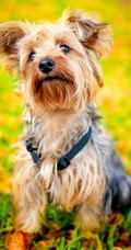 萌宠狗狗&ldquo;西施犬&rdquo;等高清手机壁纸
