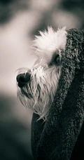 萌宠狗狗&ldquo;西施犬&rdquo;等高清手机壁纸