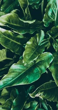 马蹄莲的绿叶高清绿色植物护眼手机壁纸