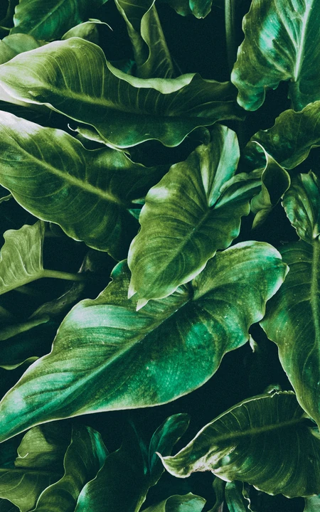 马蹄莲的绿叶高清绿色植物护眼手机壁纸