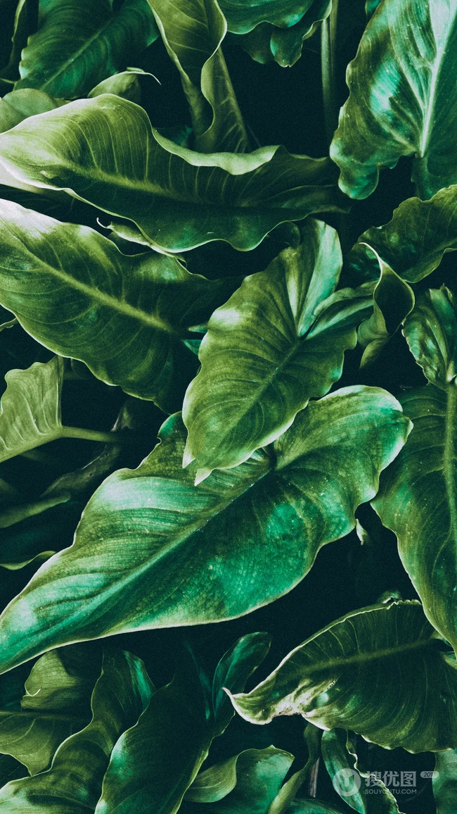 马蹄莲的绿叶高清绿色植物护眼手机壁纸