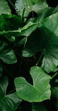 马蹄莲的绿叶高清绿色植物护眼手机壁纸