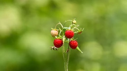 红黑七彩浆果摄影桌面壁纸，野生浆果健康美味！