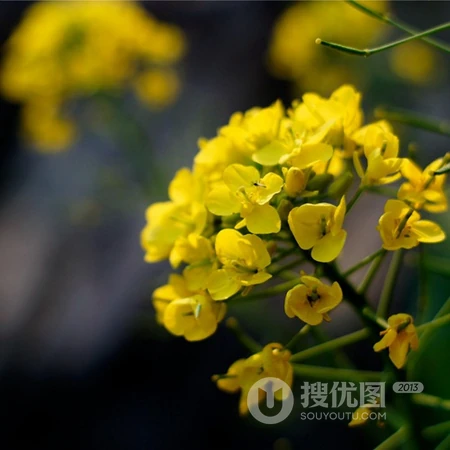 油菜花头像，用油菜花头像来开黑组队，也是不错的