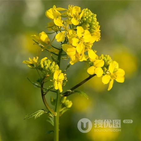 油菜花头像，用油菜花头像来开黑组队，也是不错的
