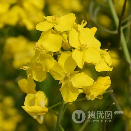 油菜花头像，用油菜花头像来开黑组队，也是不错的