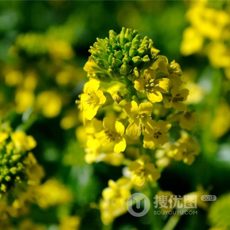 油菜花头像，用油菜花头像来开黑组队，也是不错的
