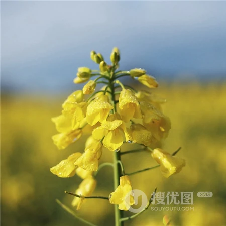 油菜花头像，用油菜花头像来开黑组队，也是不错的