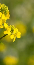 高清微距镜头下的金黄油菜花，及油菜花田图片