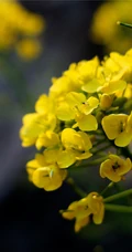 高清微距镜头下的金黄油菜花，及油菜花田图片