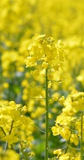 高清微距镜头下的金黄油菜花，及油菜花田图片