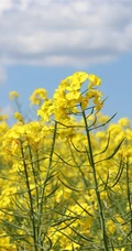 高清微距镜头下的金黄油菜花，及油菜花田图片