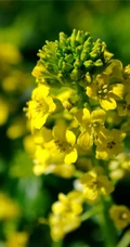 高清微距镜头下的金黄油菜花，及油菜花田图片